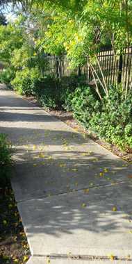 Sidewalk with fallen yellow trumpet shaped flowers along dark rod iron fence