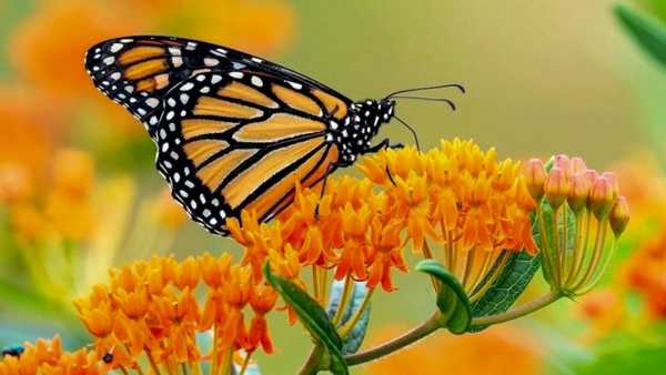 A Monarch butterfly with orange and black wings perched on the vibrant orange flower clusters of a Butterfly Weed plant, also known as Milkweed.